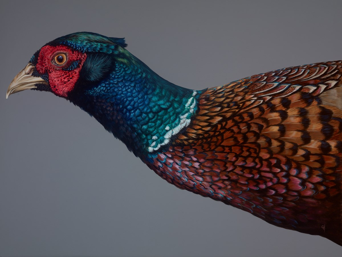 Pheasant Lookout