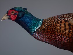 Pheasant Lookout by Gina Hawkshaw - Original Painting on Stretched Canvas sized 48x36 inches. Available from Whitewall Galleries